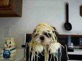 Hund mit Spaghettihaaren