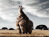 Dicke Giraffe