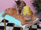 Katzenmassage