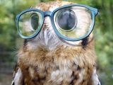 Eule mit Brille