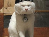 Kung-Fu Katze