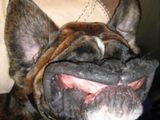 Lachender hund