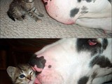 Hundekuss