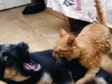 Angriff der Killer-Katze