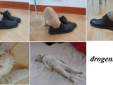 Drogens&uuml;chtige Katze