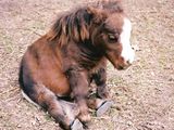 Mini Pony