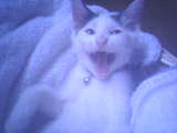 Grinsende Katze