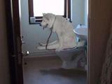 Braver Hund