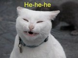 Vampirkatze