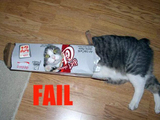 Katze in der Verpackung