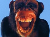 Cooler Affe