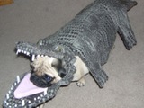 Getarnter Hund