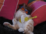 Katzenrockstar