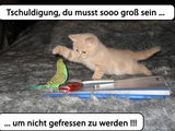 Mindestgr&ouml;&szlig;e