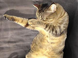 Kung Fu Mietze