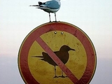 Blinde M&ouml;we