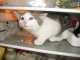 Katze im K&uuml;hlschrank