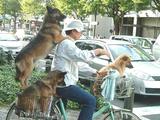 Hundetransport