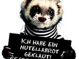Waschb&auml;r ertappt