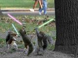 Star-wars Eichh&ouml;rnchen