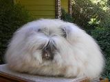 Angora Hase