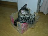 Chillen im Karton