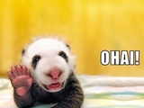 Kleiner Panda