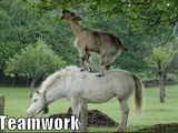 Teamwork bei Tieren