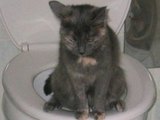 Katze auf dem Klo