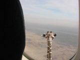 Giraffe macht langen Hals