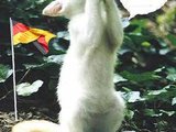 Katze ist f&uuml;r deutscland