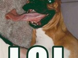 Hund mit langer Zunge