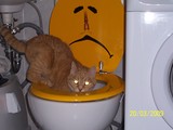 Katze sucht im Klo.