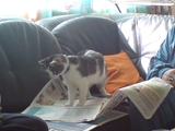 Katze liest Zeitung