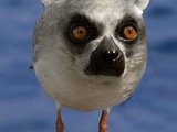 Affen Vogel