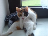 Chillout-Katze