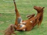 Sportliches Pferd
