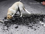 Hund und Pedigree