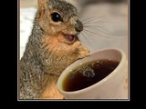Eichh&ouml;rnchen trinkt Kaffee