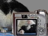 Katzenmodel