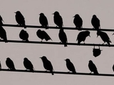 Vogel l&auml;&szlig;t sich h&auml;ngen