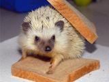 Igel mit Toast