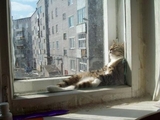 Katze beim chillen
