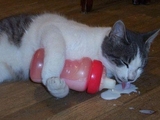 Katze mit Fl&auml;schchen