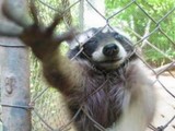 Waschb&auml;r streckt Hand
