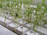 Eine Tastatur als Plantage