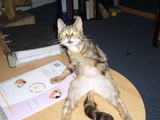 Breite Katze