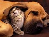 Katze und Hund