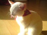 Katze streckt Zunge raus