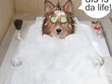 Hundebad